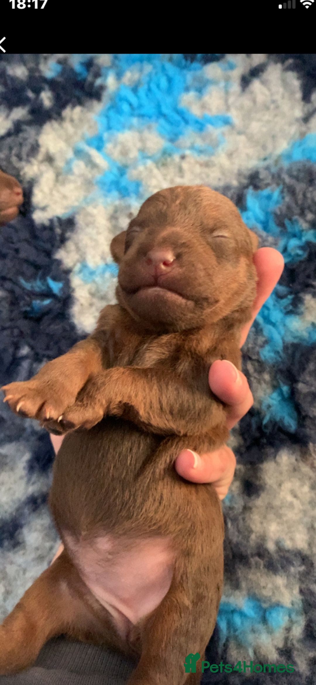 Patterdale Terrier dogs for sale: Beautiful chocolate patterdale terriers  - Image 6