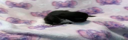 Mixed Breed cats for sale: Frankie’s Kittens Ready 20th August - Advert 13
