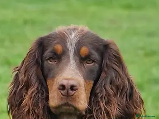 Cocker Spaniel dogs for stud: Health Tested liver roan and tan working cocker in Malton - Advert 3