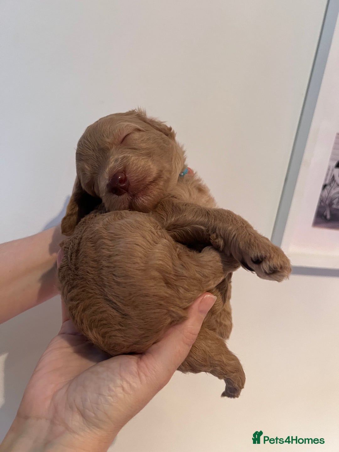 Cockapoo dogs for sale: Apricot F1B Cockapoo puppies - Advert 29