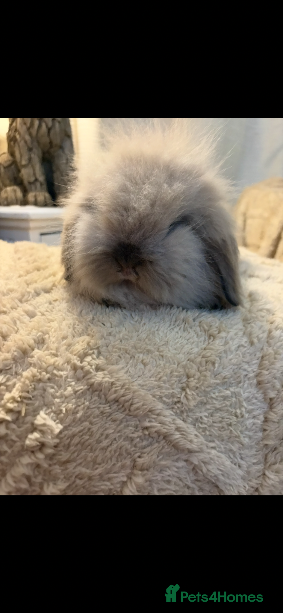 Mini Lion Lop rabbits for sale: Fluffy double mane mini lion lop bunny rabbits - Advert 9