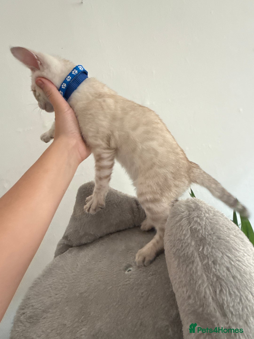 Bengal cats for sale: 5 Exceptional TICA Registered Glitter Bengals  in Bristol - Image 15