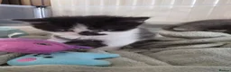 Mixed Breed cats for sale: 4 funny, playful, loving beautiful kittens  in Dunfermline - Advert 6