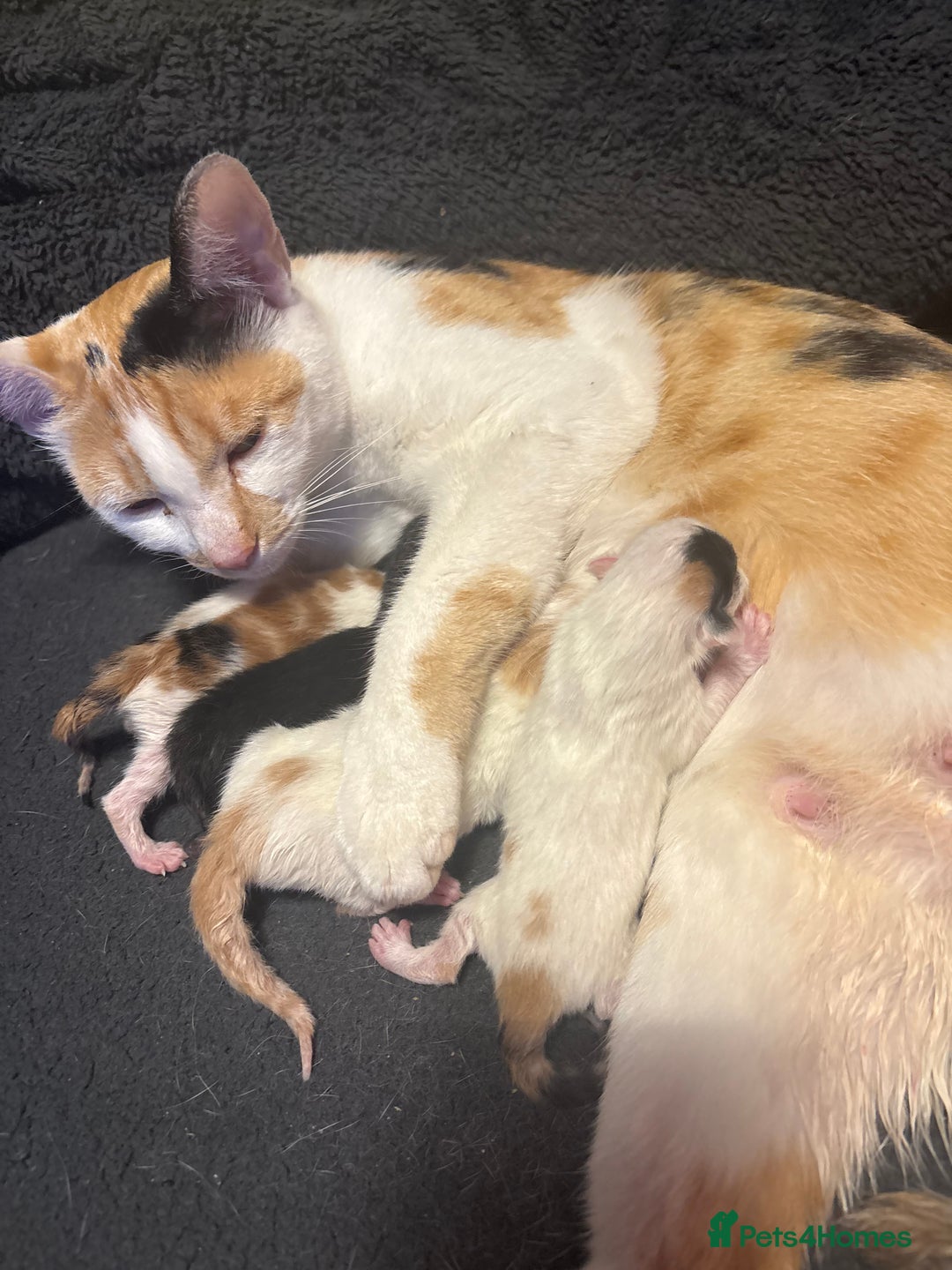 Mixed Breed cats for sale: 2 girls 2 boys beautiful playful kittens - Image 2