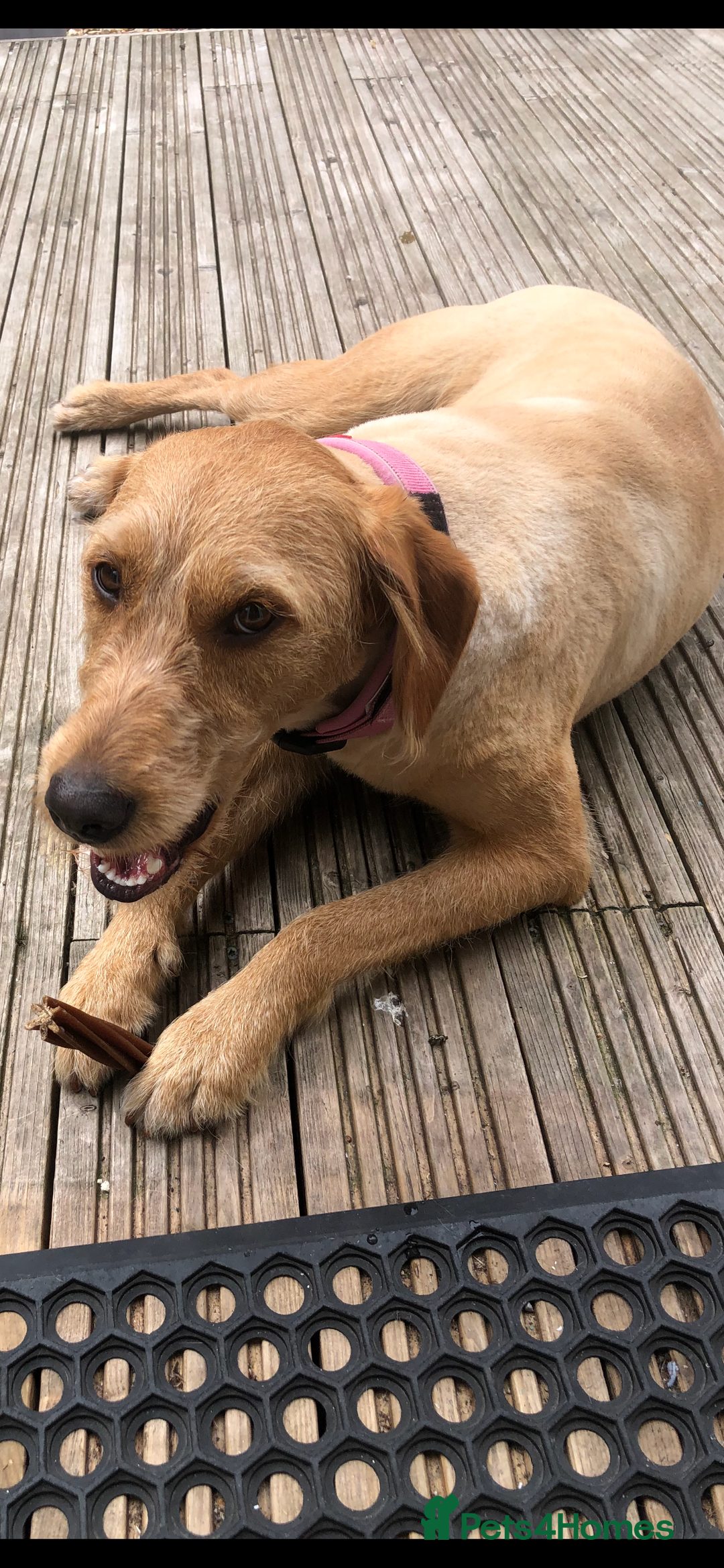 Labradoodle dogs for sale: Bailey - Advert 4