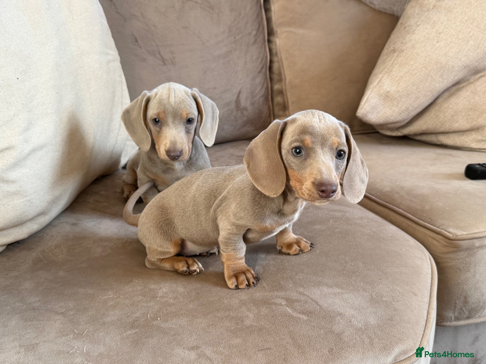 Miniature Dachshund dogs Sweethearts looking for forever families 🐶 - Advert 1