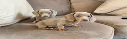 Miniature Dachshund dogs for sale: Sweethearts looking for forever families 🐶 - Advert 1
