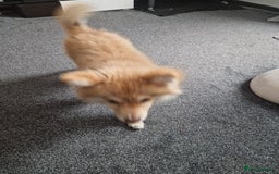Pomsky dogs for sale: Female pomsky  - Image 3
