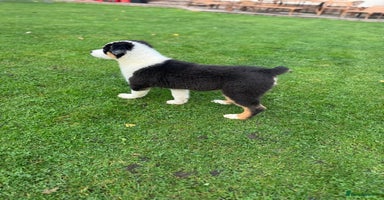 Australian Shepherd dogs - Advert 10