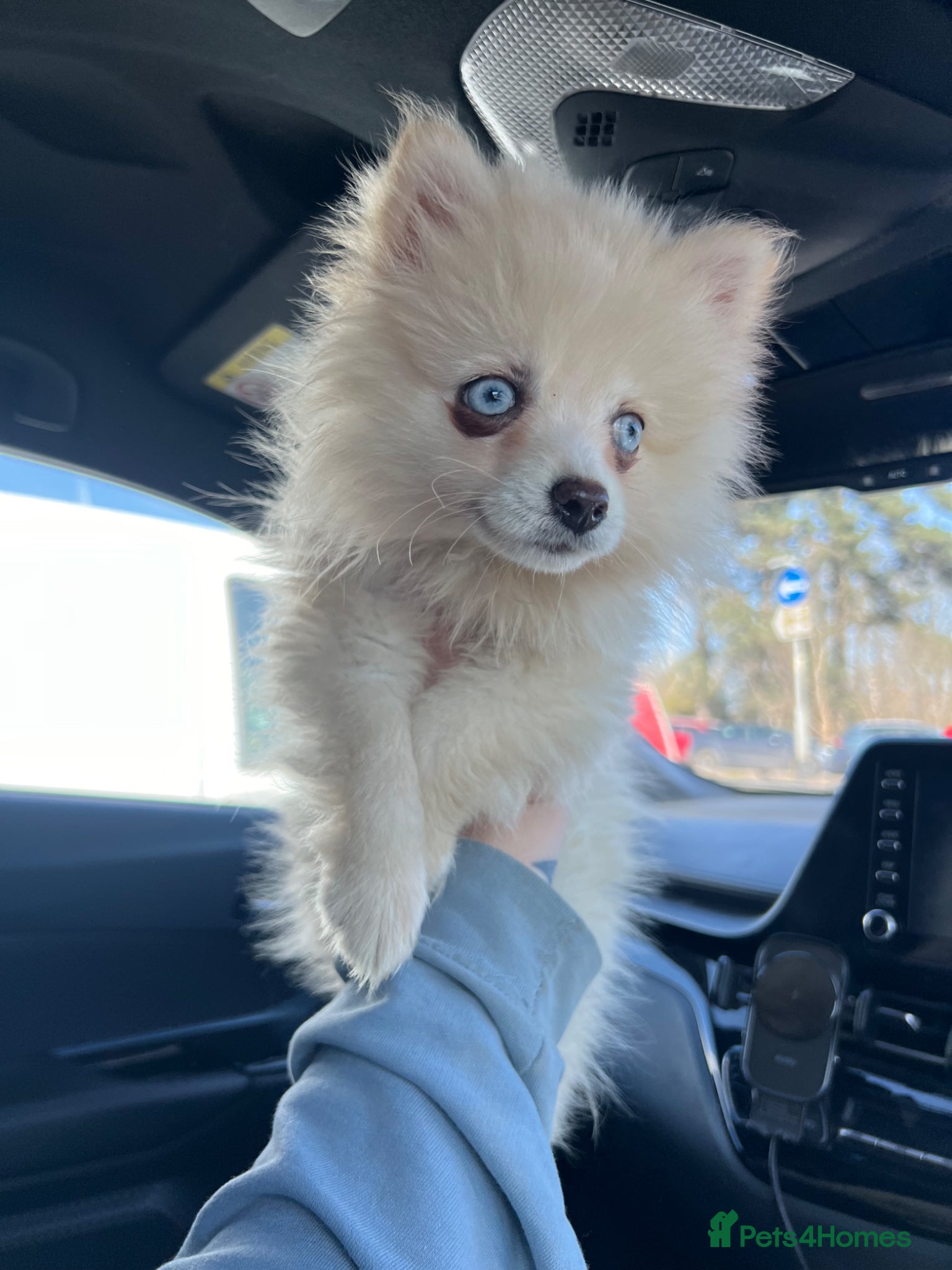 Pomsky dogs F4 TINY TOY Pomsky 1.3kg 16 weeks - Advert 1