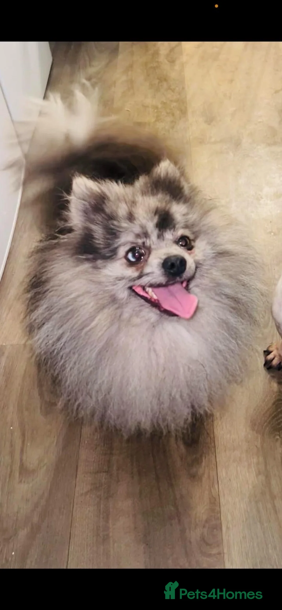 Mixed Breed dogs for sale: Chowpom puppies - Advert 8