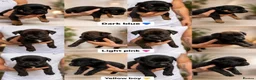 Mixed Breed dogs for sale: Rottweiler X Belgium Mali Puppies - Advert 8
