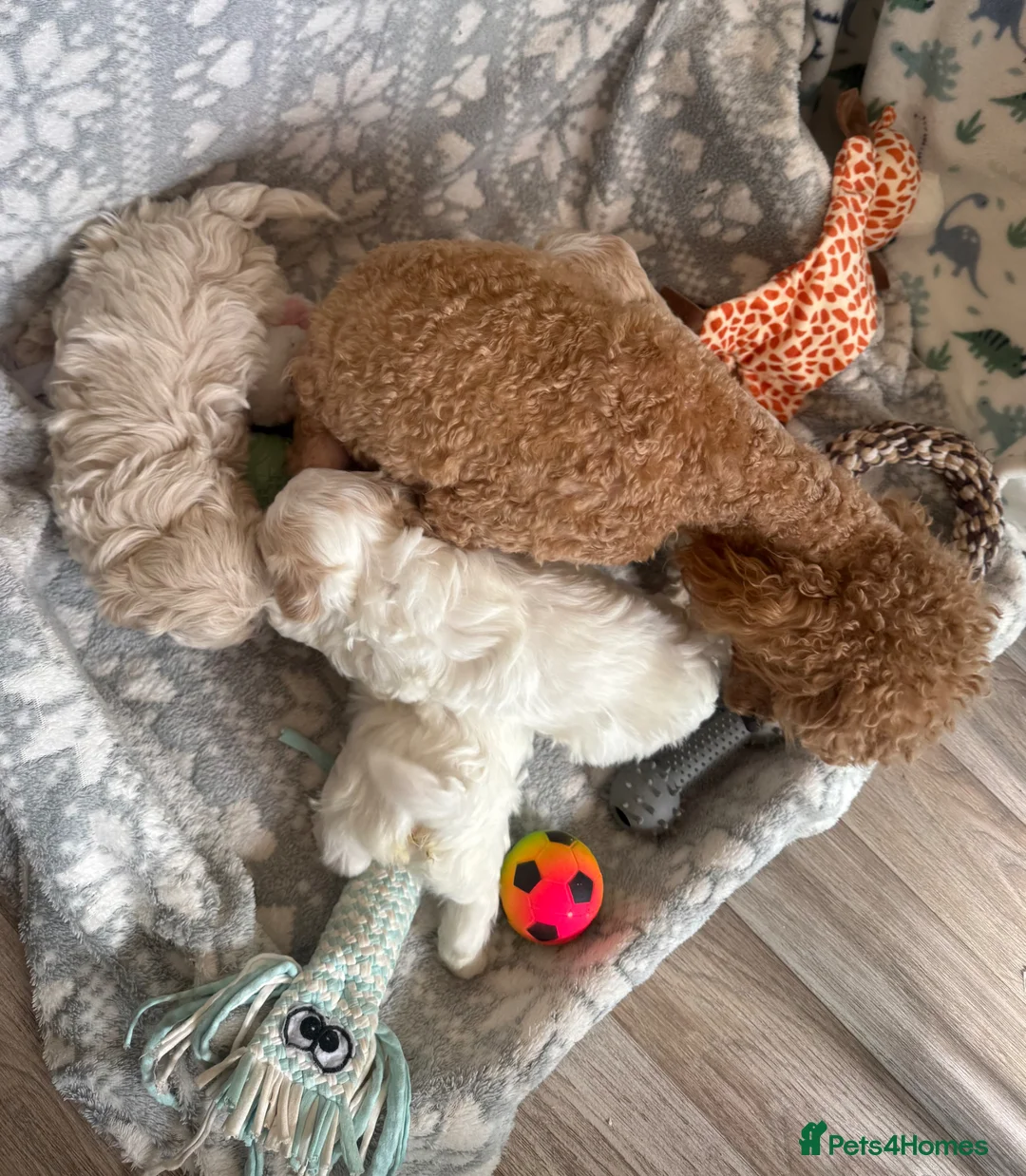 Maltipoo dogs for sale: Exceptional Genuine Maltipoo Puppies  - Advert 8