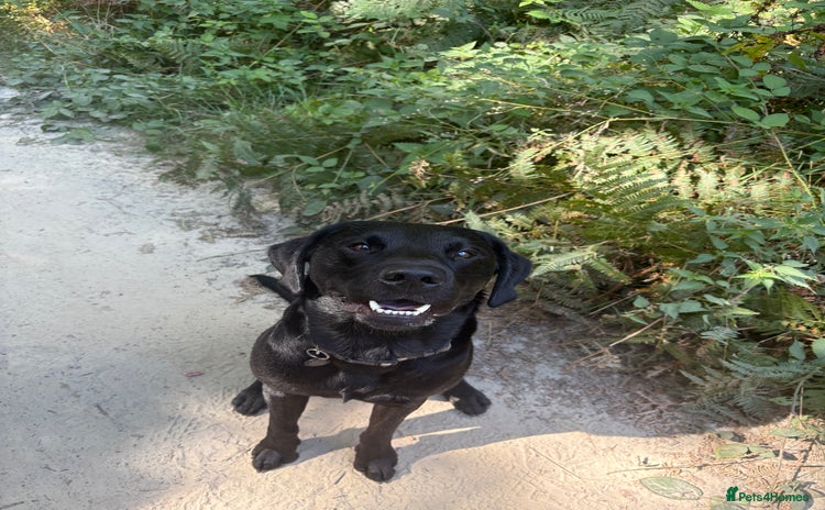 Labrador Retriever dogs - Advert 1