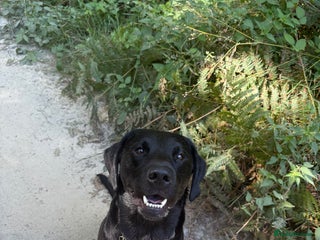 Labrador Retriever dogs - Advert 7