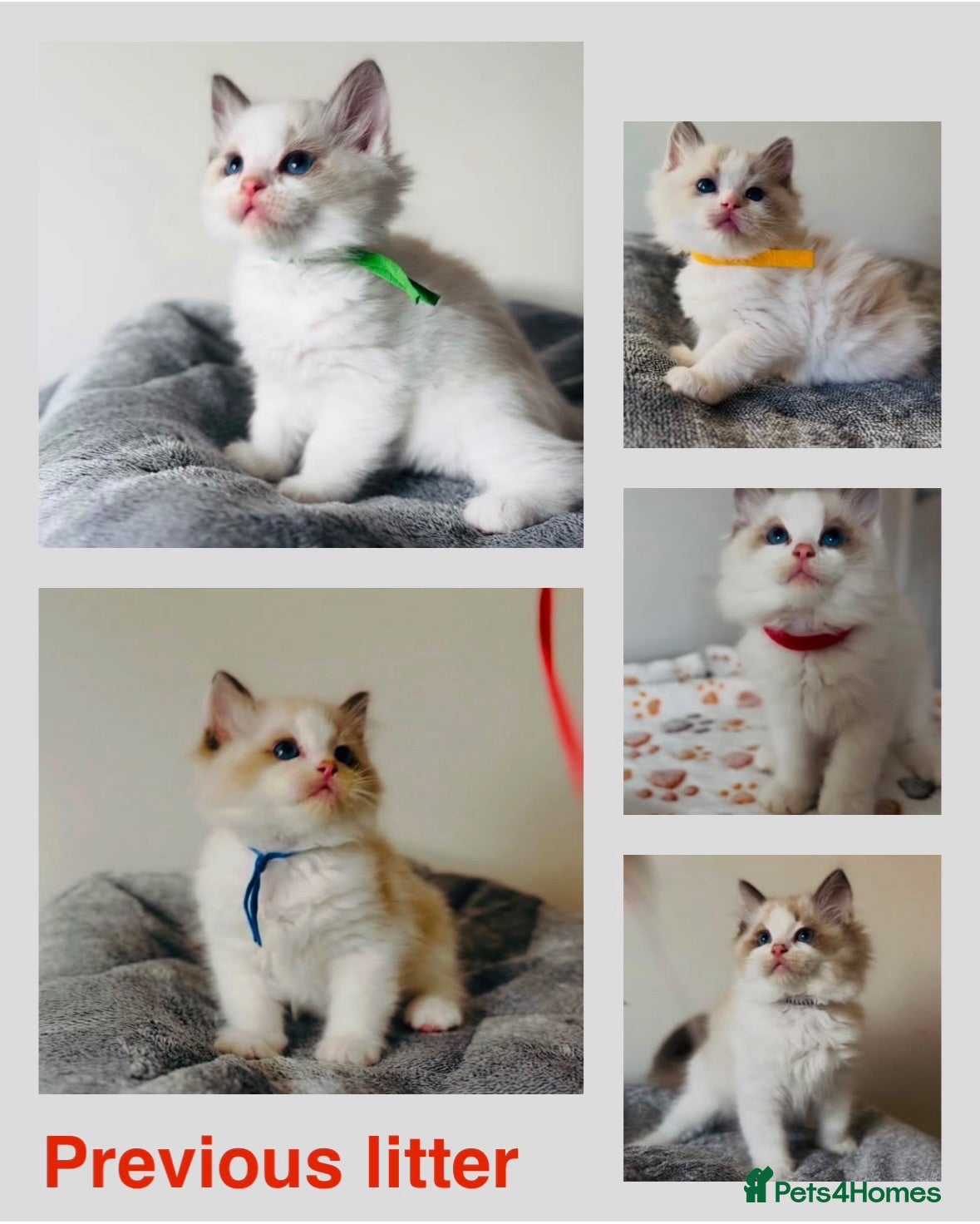 Ragdoll cats Full pedigree Champion line Ragdoll kittens ❤️😻 - Advert 2