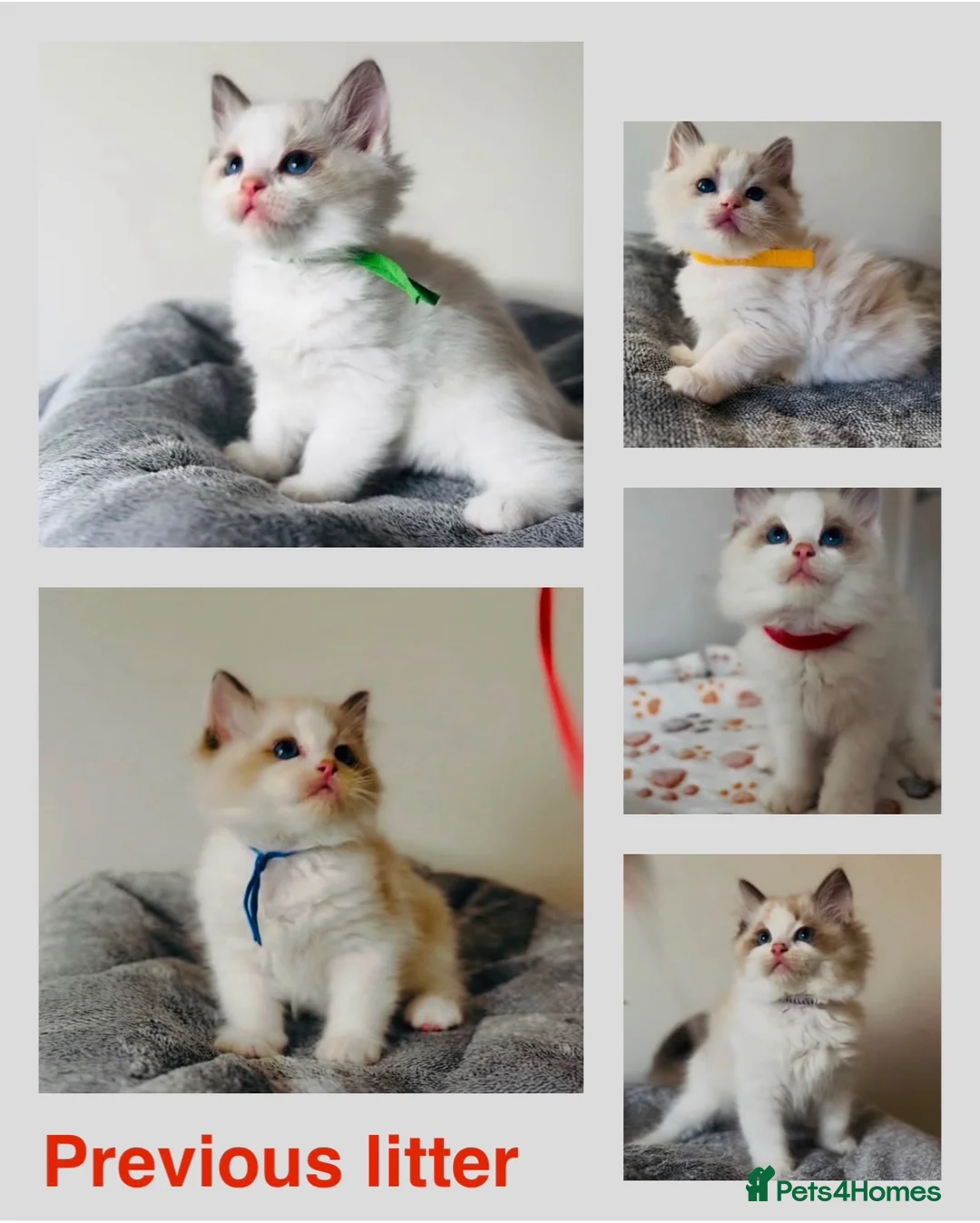 Ragdoll cats for sale: Full pedigree Champion line Ragdoll kittens ❤️😻 - Advert 1