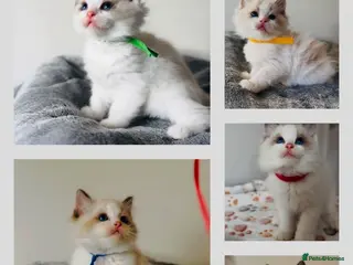 Ragdoll cats Full pedigree Champion line Ragdoll kittens ❤️😻 - Advert 2