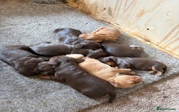 Cocker Spaniel dogs for sale: KC Cocker spaniel puppies  - Image 1