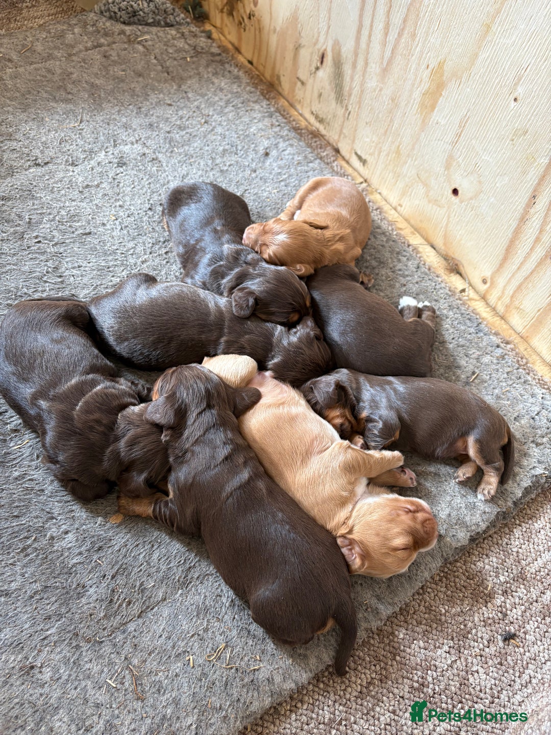 Cocker Spaniel dogs for sale: KC Cocker spaniel puppies  - Image 1
