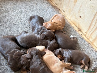 Cocker Spaniel dogs - Advert 32