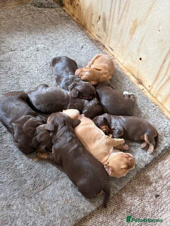 Cocker Spaniel dogs - Advert 8