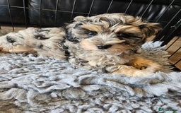 Maltipoo dogs for sale: Beautiful F1 Merle Maltipoo boy - Image 5