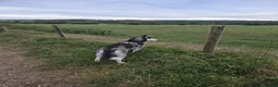 Siberian Husky dogs for sale: Siberian husky for sale  in Exeter - Advert 11