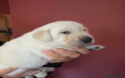Labrador Retriever dogs for sale: Fabulous KC registered labradors - Image 22