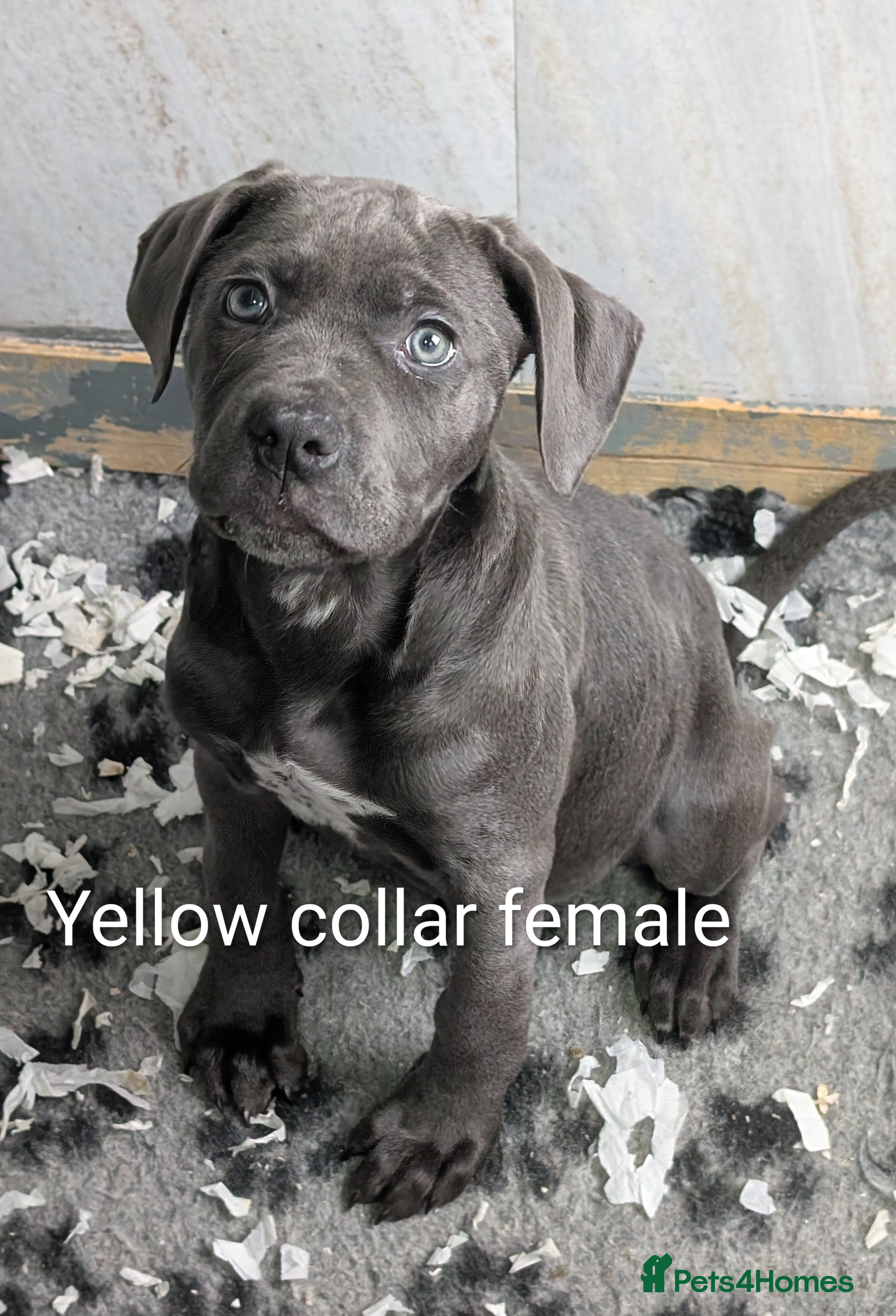 Cane Corso dogs Cane corso puppies  - Advert 5