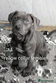 Cane Corso Puppy 5