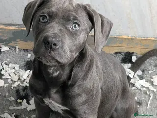 Cane Corso dogs Cane corso puppies - Advert 5