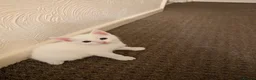 Mixed Breed cats for sale: Beautiful white kittens - Advert 9