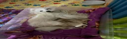 Maltipoo dogs for sale: Tiny Teddy Maltipoo- from Asian teddy dad! - Advert 7