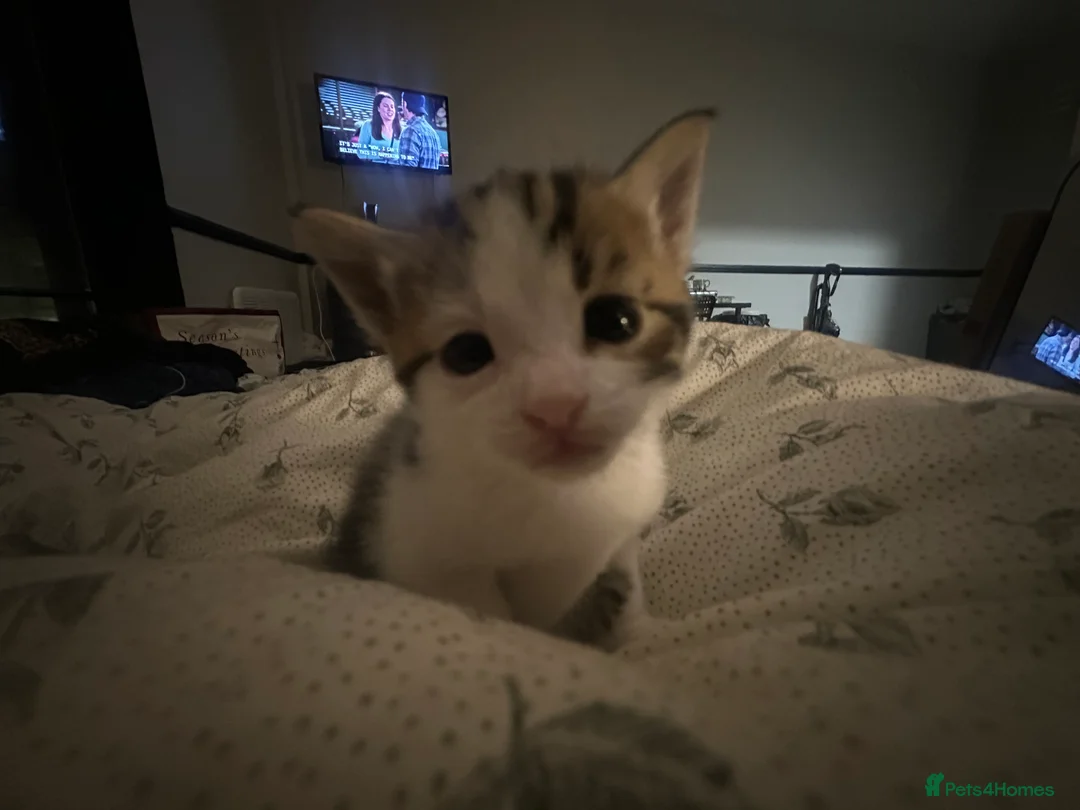 Mixed Breed cats for sale: Mixed male tabby boys  - Advert 6