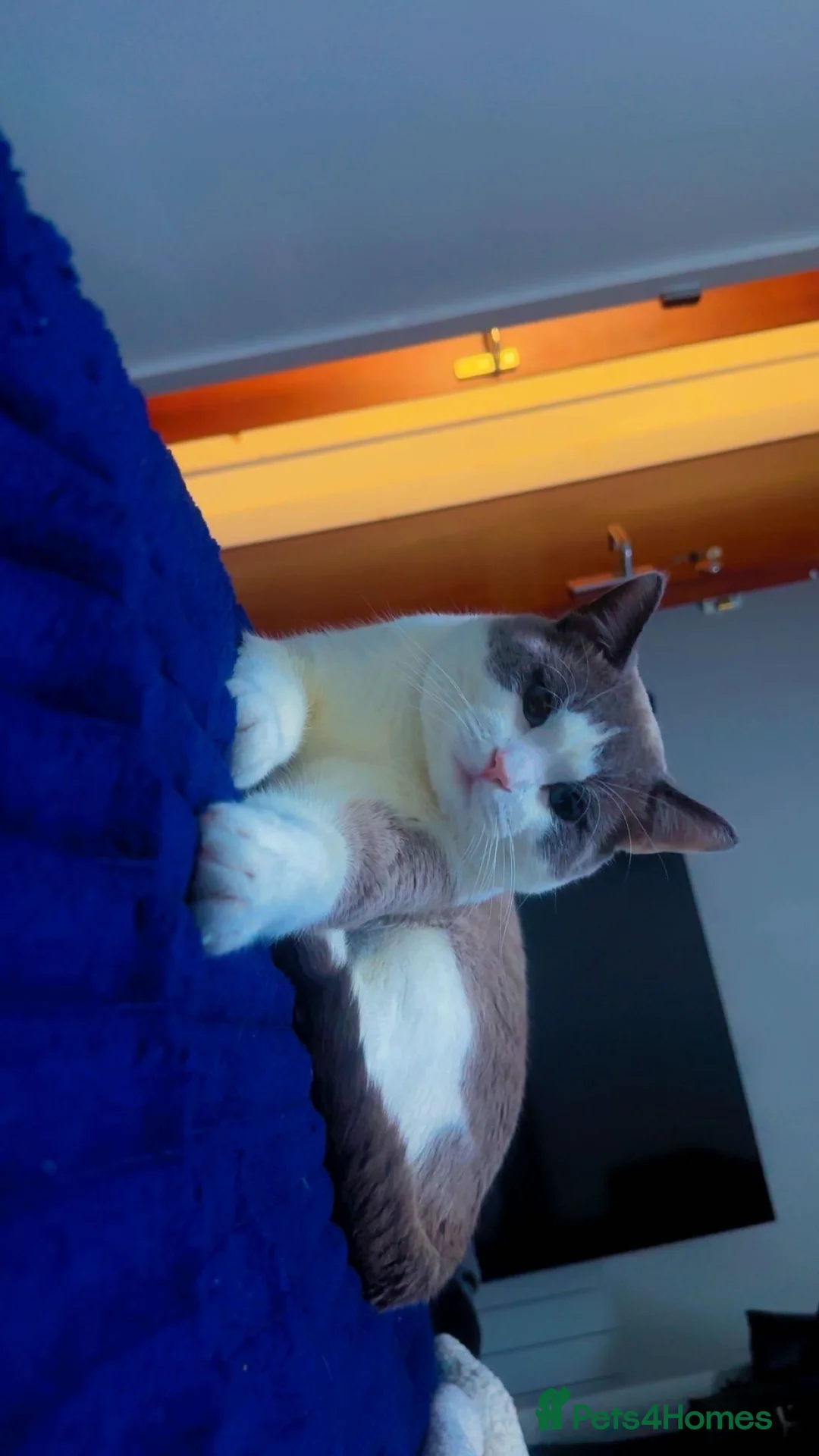 British Shorthair cats for sale: British cat 🐈‍⬛  in Great Yarmouth - Advert 1