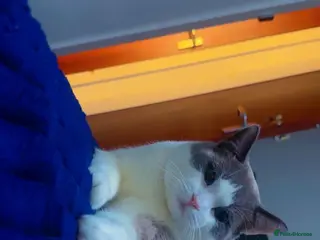 British Shorthair cats British cat 🐈⬛ in Great Yarmouth - Advert 2