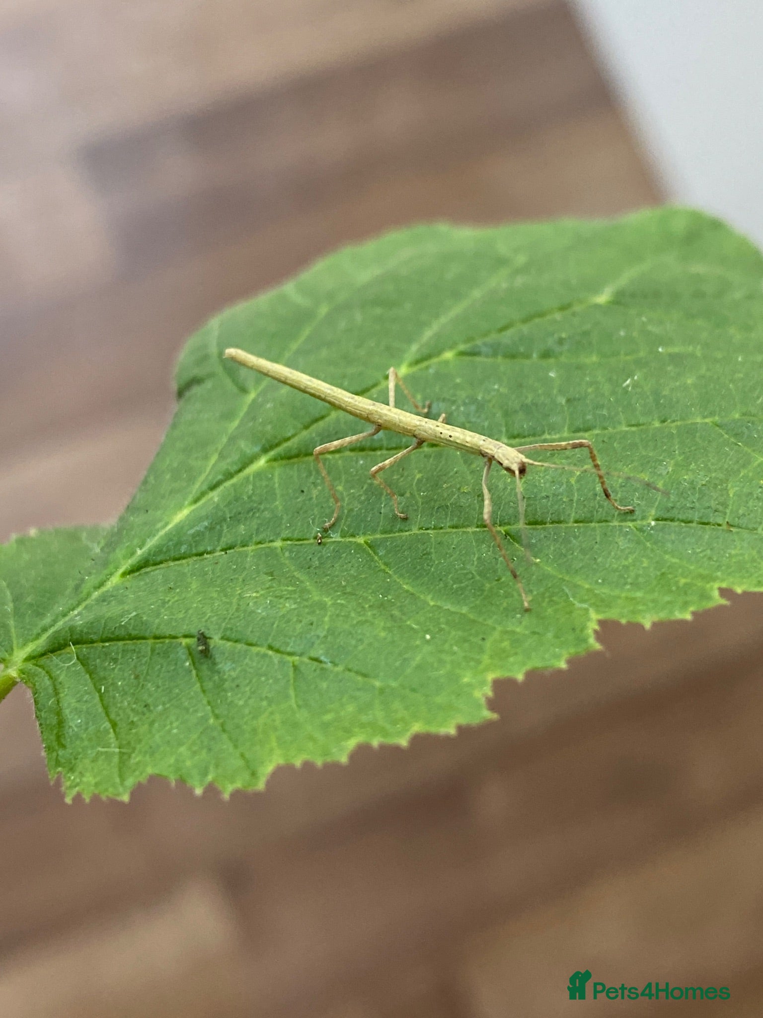 Stick Insects invertebrates 🍃 Indian Stick insects 🍃  - Advert 3