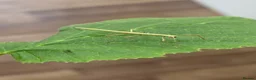 Stick Insects invertebrates for sale: 🍃 Indian Stick insects 🍃  - Advert 1