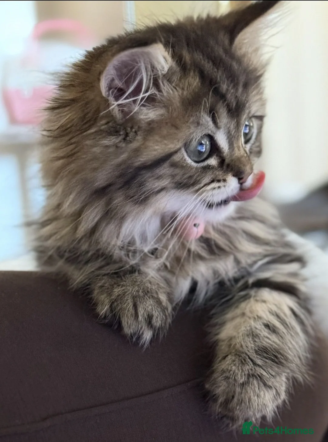 Ragdoll cats for sale: Beautiful Ragdoll Kittens for sale  in Manchester - Advert 2
