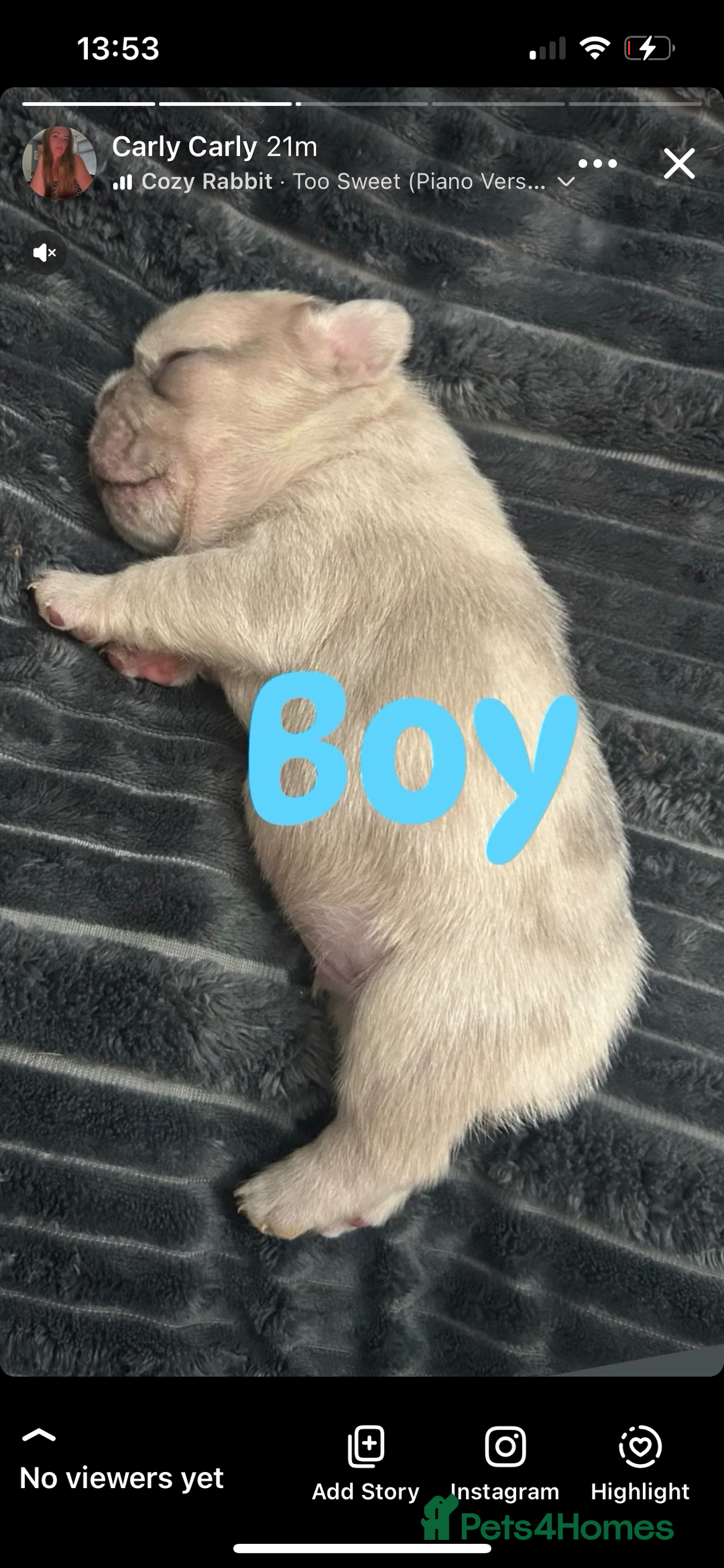 French Bulldog dogs for sale: French bulldogs pedigree - Advert 18