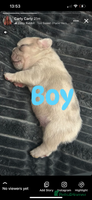 French Bulldog dogs - Advert 11