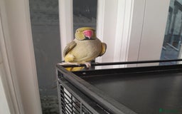Ringnecks birds for sale: Green Indian ringneck parrot  - Image 3