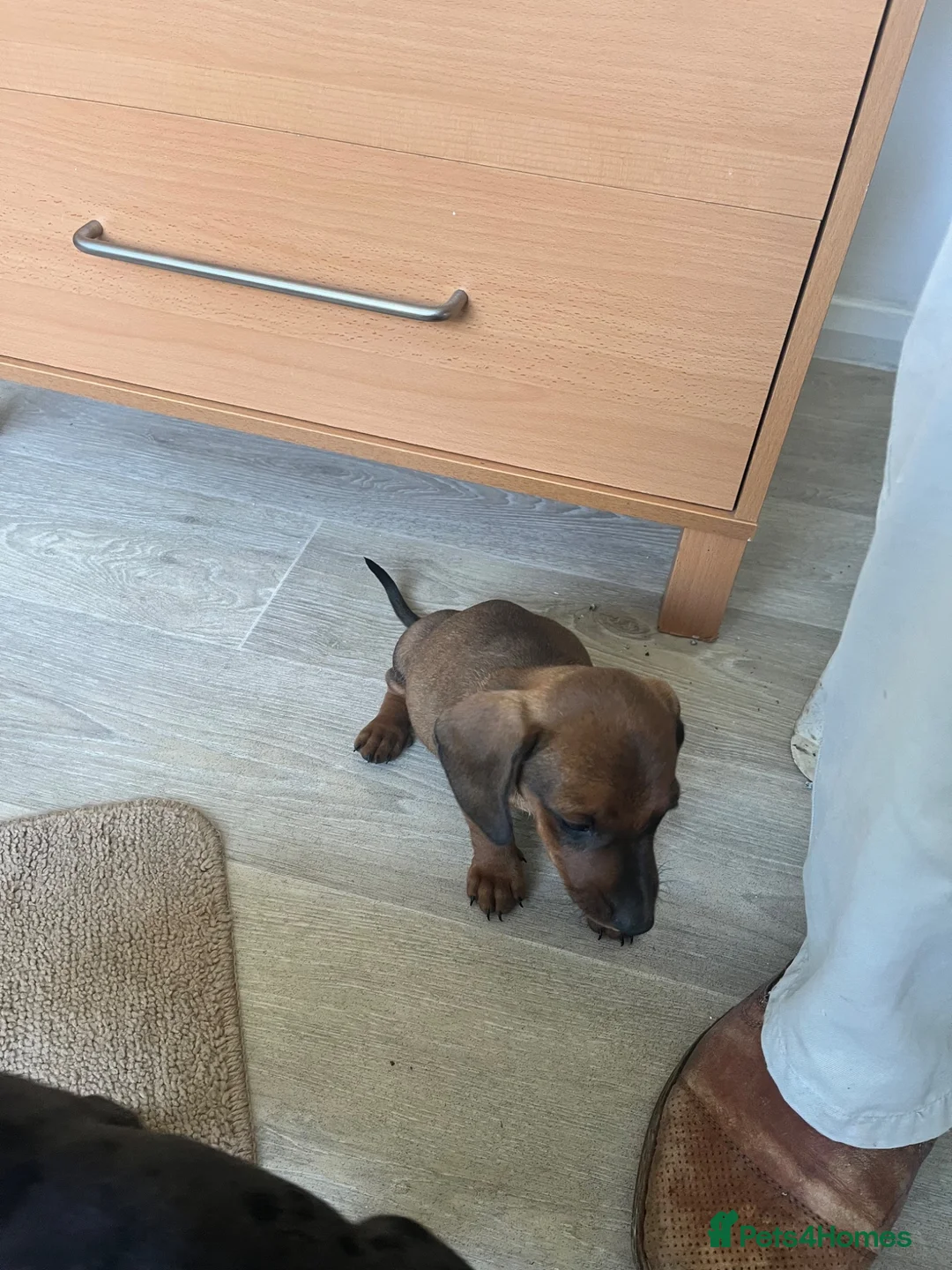 Miniature Dachshund dogs for sale: Miniature dachshunds - Advert 5