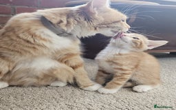 Mixed Breed cats for sale: Lovely kittens for sale  - Image 22
