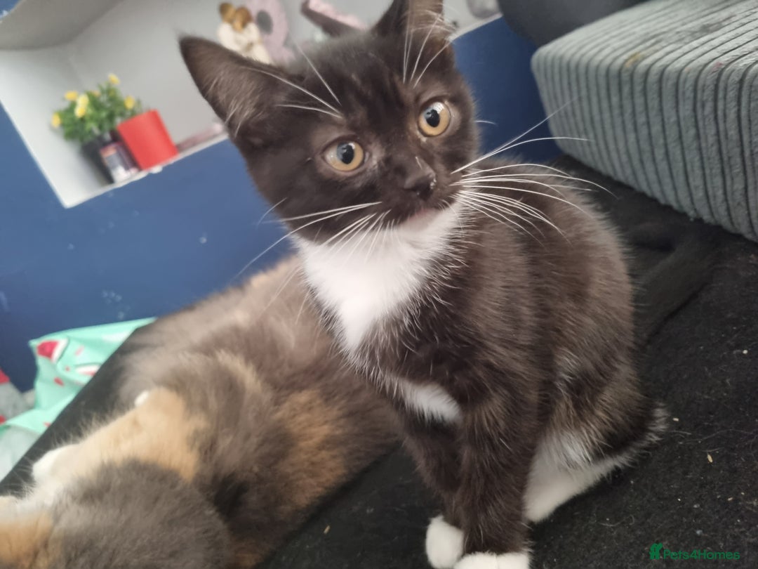 British Shorthair cats for sale: 3 beautiful kittens ready for forever homes - Image 2