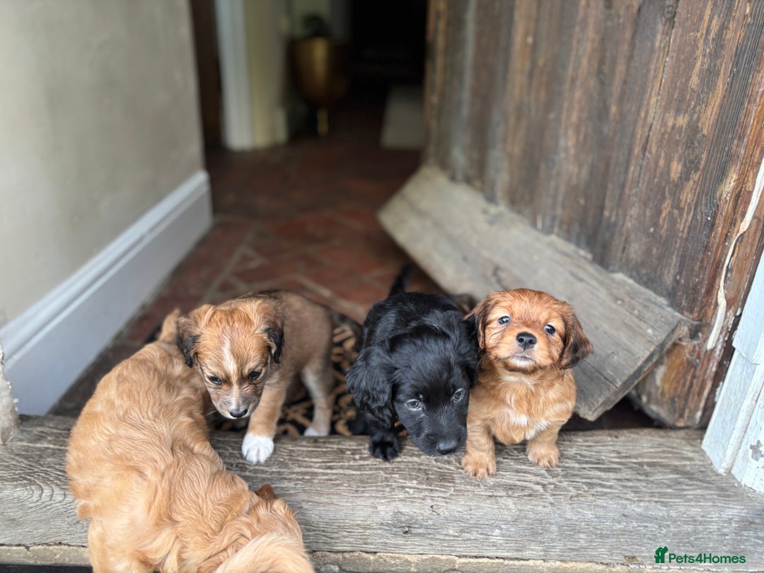 Mixed Breed dogs for sale:  Cockerainan   - Image 16