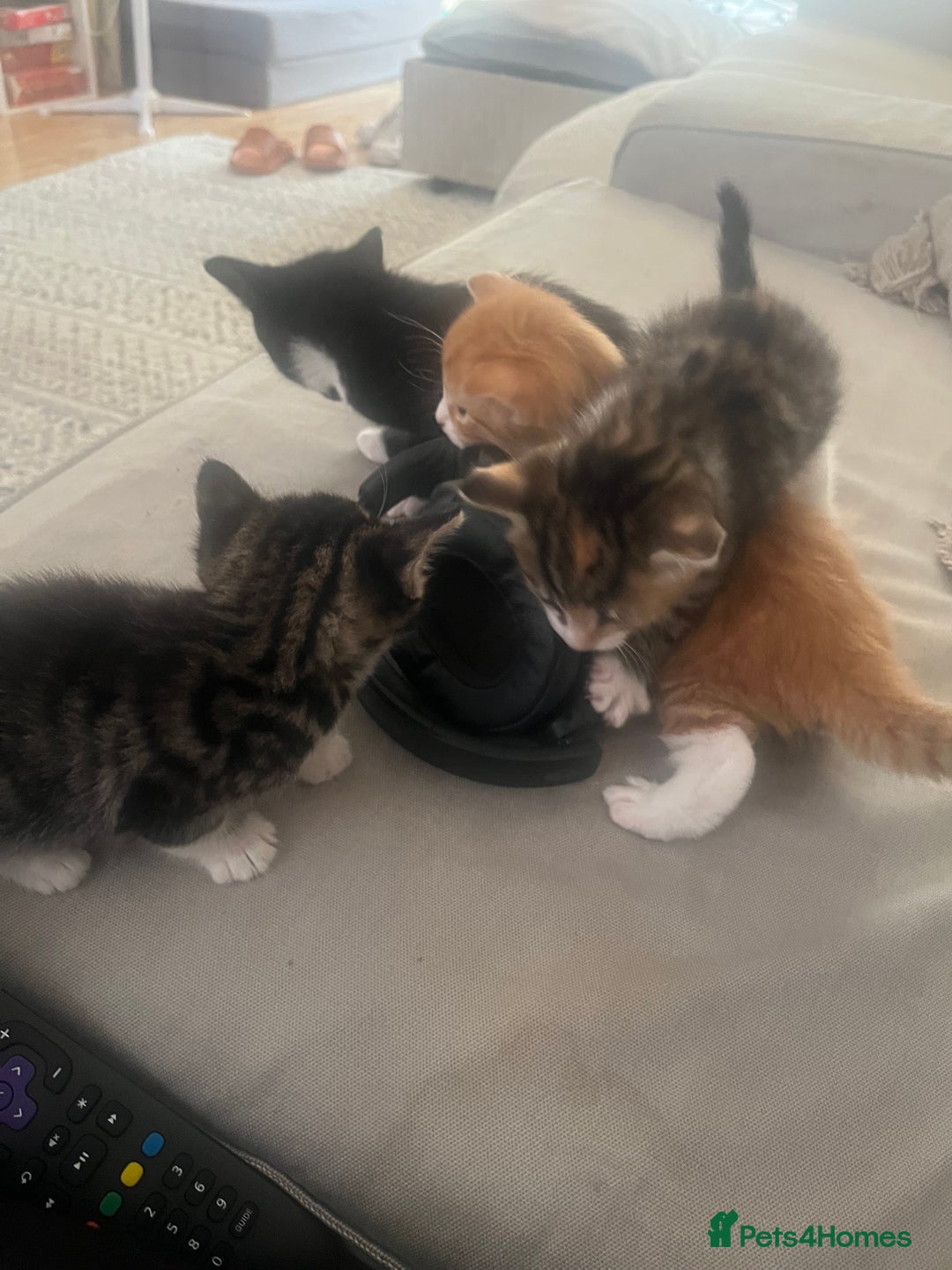 Mixed Breed cats for sale: 3 gorgeous kittens available - Image 6
