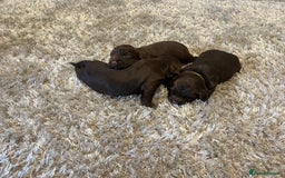 Sprocker dogs for sale: 3 Gorgeous brown sprokers boy puppies  - Image 14
