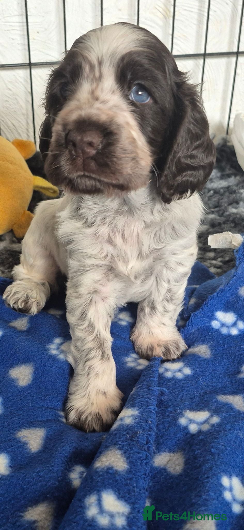 Cocker Spaniel dogs Show cocker spaniel  - Advert 1
